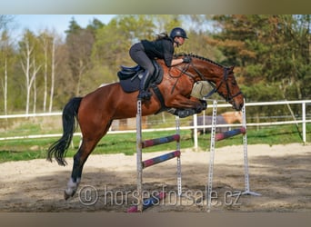 Oldenburger, Stute, 7 Jahre, 169 cm, Brauner