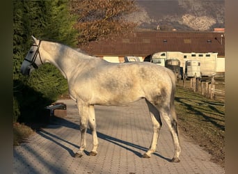 Oldenburger, Stute, 7 Jahre, 169 cm, Schimmel