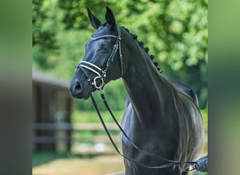 Oldenburger, Stute, 7 Jahre, 169 cm, Schwarzbrauner