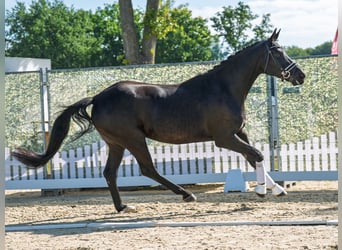 Oldenburger, Stute, 7 Jahre, 169 cm, Schwarzbrauner