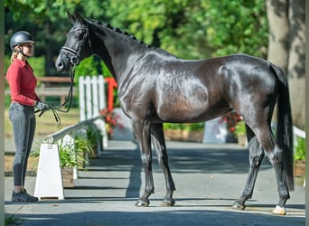 Oldenburger, Stute, 7 Jahre, 169 cm, Schwarzbrauner