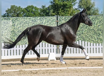 Oldenburger, Stute, 7 Jahre, 169 cm, Schwarzbrauner