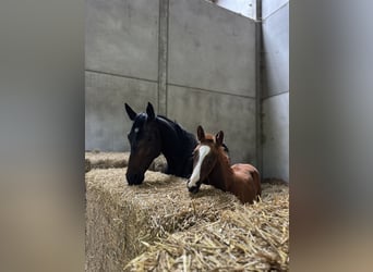 Oldenburger, Stute, 7 Jahre, 170 cm, Dunkelbrauner