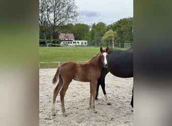 Oldenburger, Stute, 7 Jahre, 170 cm, Dunkelbrauner