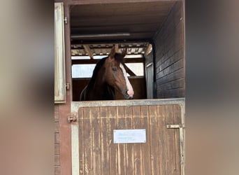 Oldenburger, Stute, 7 Jahre, 170 cm, Dunkelfuchs