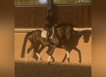 Oldenburger, Stute, 7 Jahre, 170 cm, Rappe