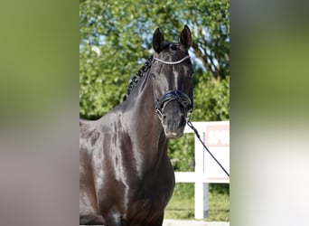 Oldenburger, Stute, 7 Jahre, 170 cm, Rappe