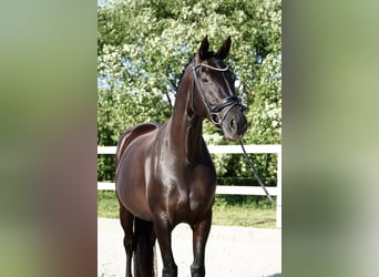 Oldenburger, Stute, 7 Jahre, 170 cm, Rappe