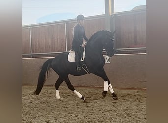 Oldenburger, Stute, 7 Jahre, 170 cm, Rappe