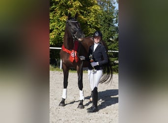 Oldenburger, Stute, 7 Jahre, 170 cm, Rappe