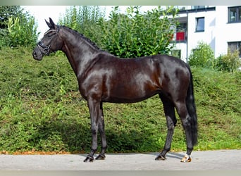 Oldenburger, Stute, 7 Jahre, 170 cm, Rappe