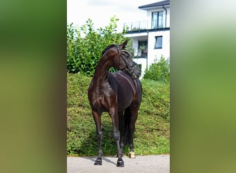 Oldenburger, Stute, 7 Jahre, 170 cm, Rappe