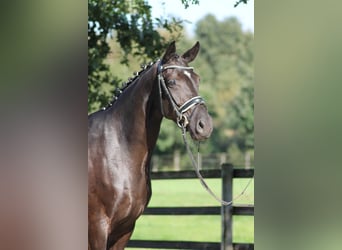 Oldenburger, Stute, 7 Jahre, 170 cm, Rappe