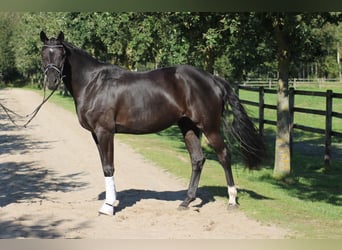 Oldenburger, Stute, 7 Jahre, 170 cm, Rappe