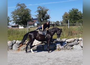 Oldenburger, Stute, 7 Jahre, 170 cm, Rappe