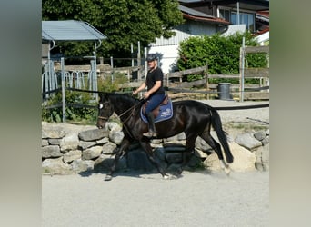 Oldenburger, Stute, 7 Jahre, 170 cm, Rappe