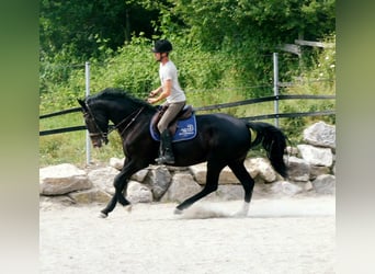 Oldenburger, Stute, 7 Jahre, 170 cm, Rappe