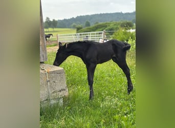 Oldenburger, Stute, 7 Jahre, 170 cm, Rappe