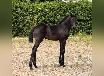 Oldenburger, Stute, 7 Jahre, 170 cm, Rappe