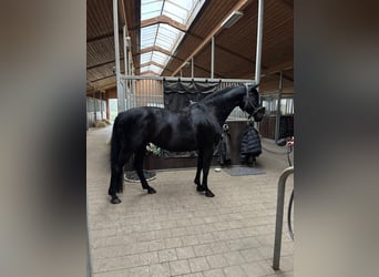 Oldenburger, Stute, 7 Jahre, 170 cm, Rappe