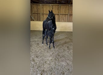 Oldenburger, Stute, 7 Jahre, 170 cm, Rappe