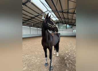 Oldenburger, Stute, 7 Jahre, 170 cm, Schwarzbrauner