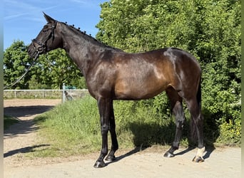Oldenburger, Stute, 7 Jahre, 170 cm, Schwarzbrauner