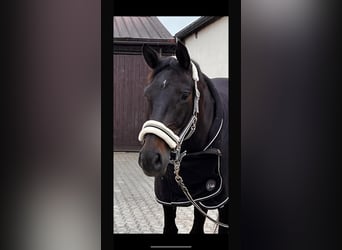 Oldenburger, Stute, 7 Jahre, 170 cm, Schwarzbrauner