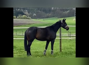 Oldenburger, Stute, 7 Jahre, 170 cm, Schwarzbrauner
