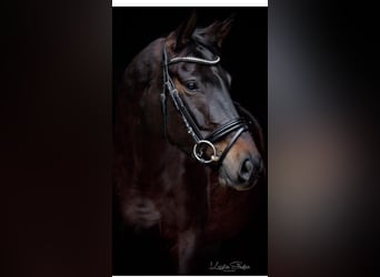 Oldenburger, Stute, 7 Jahre, 170 cm, Schwarzbrauner