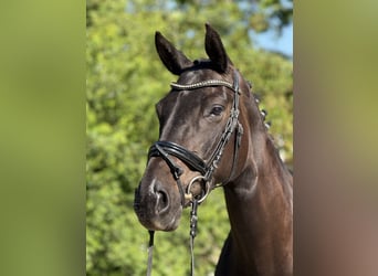Oldenburger, Stute, 7 Jahre, 170 cm, Schwarzbrauner
