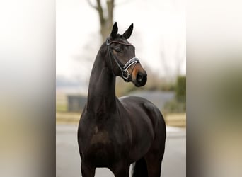 Oldenburger, Stute, 7 Jahre, 170 cm, Schwarzbrauner