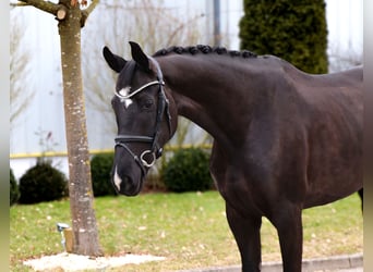 Oldenburger, Stute, 7 Jahre, 171 cm, Rappe