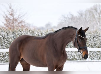 Oldenburger, Stute, 7 Jahre, 171 cm, Schwarzbrauner