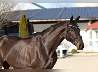 Oldenburger, Stute, 7 Jahre, 171 cm, Schwarzbrauner