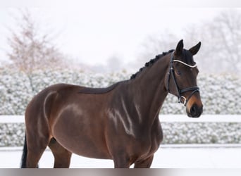Oldenburger, Stute, 7 Jahre, 171 cm, Schwarzbrauner