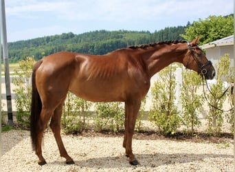 Oldenburger, Stute, 7 Jahre, 172 cm, Fuchs