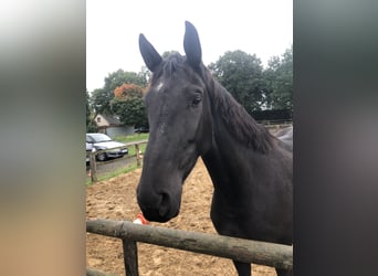 Oldenburger, Stute, 7 Jahre, 172 cm, Rappe