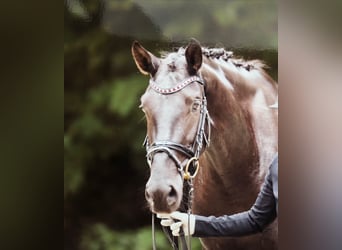 Oldenburger, Stute, 7 Jahre, 172 cm, Rappe