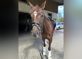 Oldenburger, Stute, 7 Jahre, 173 cm, Dunkelfuchs