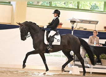 Oldenburger, Stute, 7 Jahre, 173 cm, Rappe