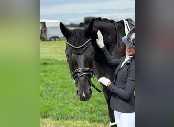 Oldenburger, Stute, 7 Jahre, 173 cm, Rappe