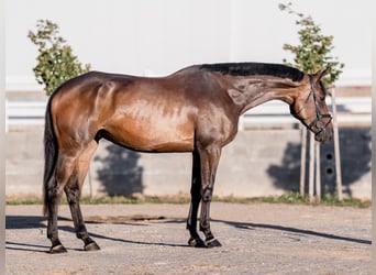 Oldenburger, Stute, 7 Jahre, 176 cm, Brauner