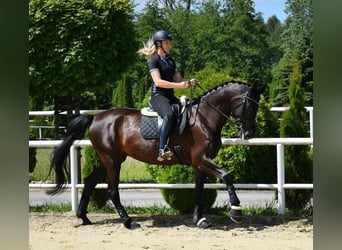 Oldenburger, Stute, 7 Jahre, 177 cm, Rappe