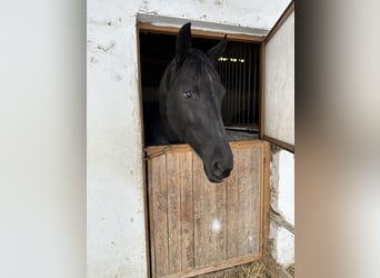 Oldenburger, Stute, 7 Jahre, 177 cm, Rappe