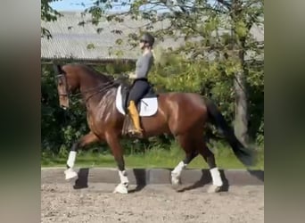 Oldenburger, Stute, 7 Jahre, 178 cm, Brauner