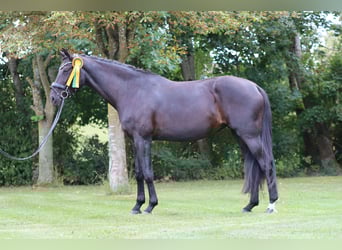 Oldenburger, Stute, 7 Jahre, 178 cm, Rappe