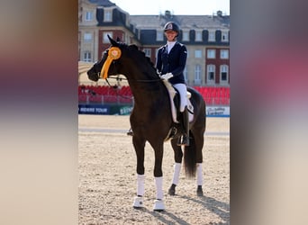 Oldenburger, Stute, 7 Jahre, 178 cm, Rappe