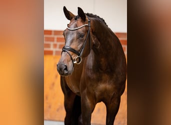Oldenburger, Stute, 7 Jahre, 182 cm, Dunkelbrauner