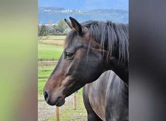 Oldenburger, Stute, 7 Jahre, Dunkelbrauner